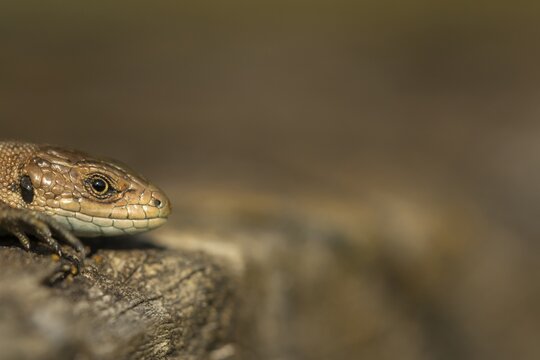 Common lizard (Zootoca vivipara) adult reptile animal resting on a wooden sleeper, England, United Kingdom