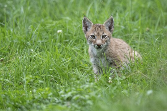 Young lynx (Lynx lynx), Haltern, North Rhine-Westphalia, Germany