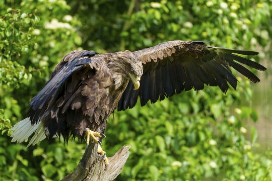 An eagle balancing on a tree trunk with outstretched wings, white-tailed eagle (Haliaeetus albicilla), France