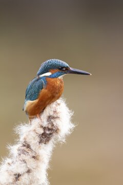 Common kingfisher (Alcedo atthis) adult male bird on a Bullrush plant seed head, England, United Kingdom