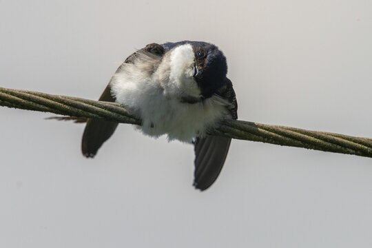 Defensive behavior, Delichon urbica, house martin, house martins, parasite defense, birds, passeri, songbirds, birds