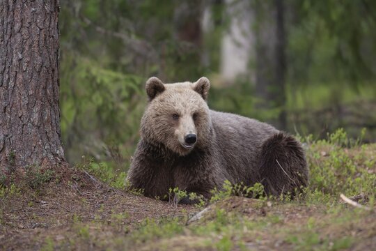 European brown bear (Ursus arctos) adult female sat in a boreal forest, Suomussalmi, Karelia, Finland
