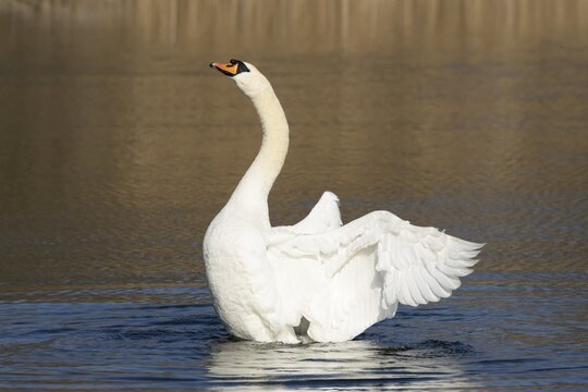 Mute swan (Cygnus olor) adult bird flapping its wings on the water surface of a lake, England, United Kingdom