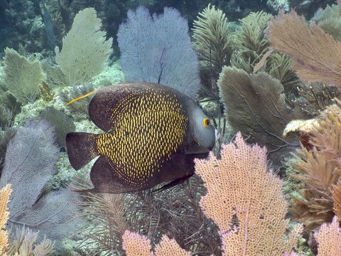 A French angelfish (Pomacanthus paru) swims past large sea fans, dive site: John Pennekamp Coral Reef State Park, Key Largo, Florida Keys, Florida, USA