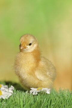 Domestic fowl (Gallus gallus domesticus), freshly hatched, chicken chick standing on grass, Wilnsdorf, North Rhine-Westphalia, Germany