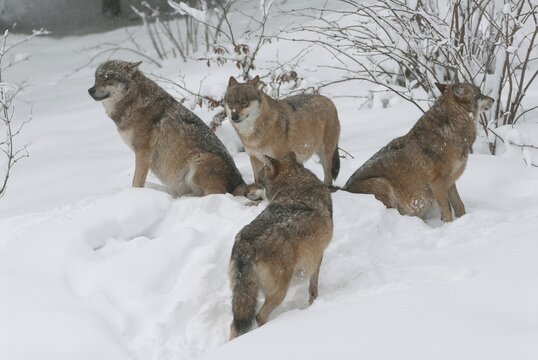 Wolves (Canis lupus) standing and sitting in the snow, Bavaria, Germany