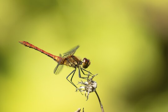 Common darter dragonfly (Sympetrum striolatum) adult male insect resting on a plant seedhead in summer, Suffolk, England, United Kingdom