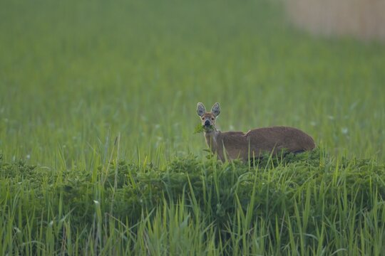 Chinese water deer (Hydropotes inermis) adult animal feeding on plants in a reedbed in spring, RSPB Strumpshaw fen, Norfolk, England, United Kingdom