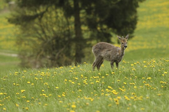 European roe deer (Capreolus capreolus) fawn with a short basal spike in common dandelion (Taraxacum) Allg&auml;u, Bavaria, Germany