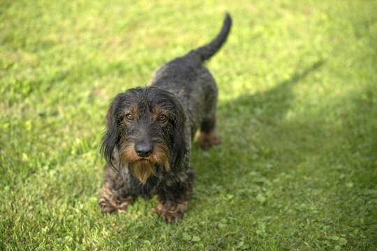 Rough-haired dachshund (Canis lupus familiaris) puppy, male, 3 years, standing in a meadow, Stuttgart, Baden-W&uuml;rttemberg, Germany