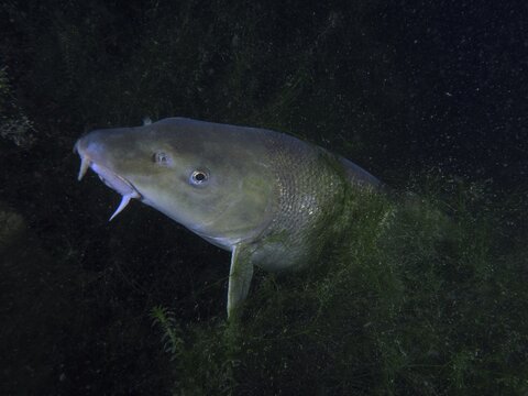 A large fish, barbel (Barbus barbus), swimming in dark water. Dive site Klosterinsel, Rheinau, Canton Zurich, Rhine, High Rhine, Switzerland, Germany
