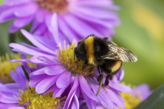 Garden bumblebee (Bombus hortorum) adult bee insect feeding on purple garden Aster plant flowers in summer, England, United Kingdom