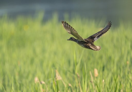 Gadwall (Mareca strepera), female in flight, Lower Saxony, Germany