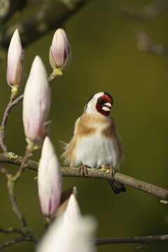 European goldfinch (Carduelis carduelis) adult bird singing on a garden Magnolia tree branch with blossom in spring, England, United Kingdom