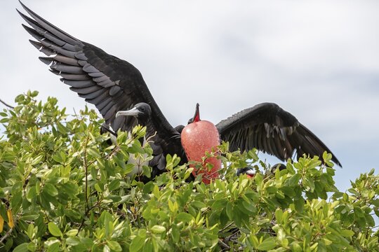 Frigatebirds (Fregatidae, Fregata), Rosario Islands, Colombia