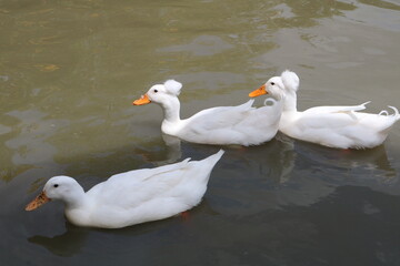 Fototapeta premium ducks on the water