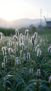 Miyazaki sunrise meadow dew covered sedges in morning light