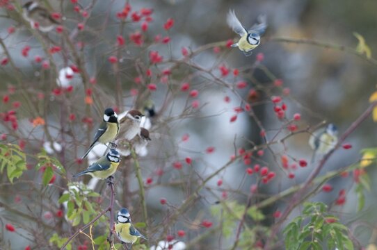 Blue tit, tree sparrow, great tit, dog rose, great tit, parus caeruleus, parus major, passer montanus, pink canina, rosaceae, rose family, sparrow, autumn, birds, dog rose, flora, rose hip, autumn, tit, passeri, plants, snow, songbirds, sparrow, sparrow, sparrows, tits, birds