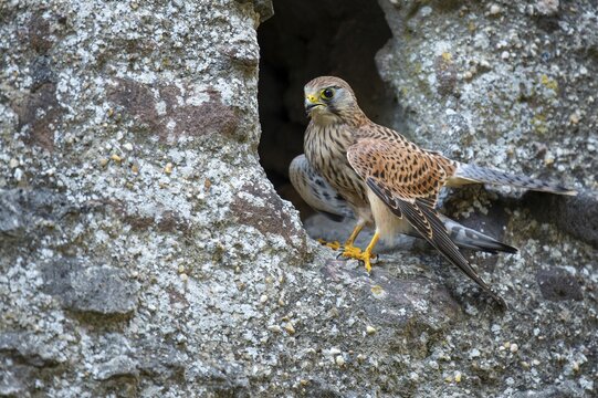 Kestrel (Falco tinnunculus), Gerolstein, Rhineland-Palatinate, Germany