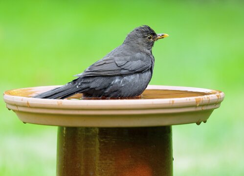 Blackbird (Turdus merula) sitting in a bird bath in the garden, Lower Saxony, Germany