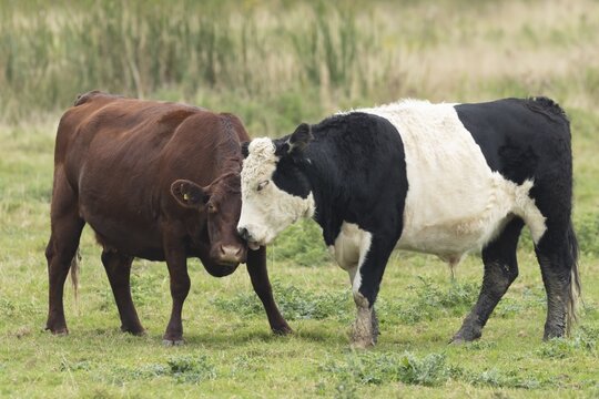 Domesticated cow or cattle (Bos taurus) two adult farm animals greeting each other in a grass field, Suffolk, England, United Kingdom