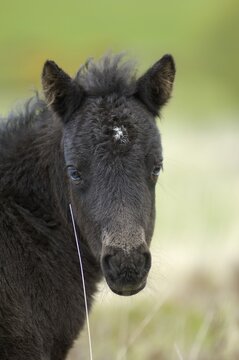 Dartmoor Pony foal Dartmoor National Park Devon England