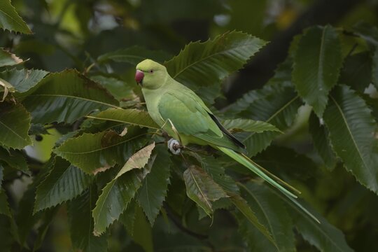 Ring-necked or Rose-ringed parakeet (Psittacula krameri) adult parrot bird in a Sweet chestnut tree, London, England, United Kingdom