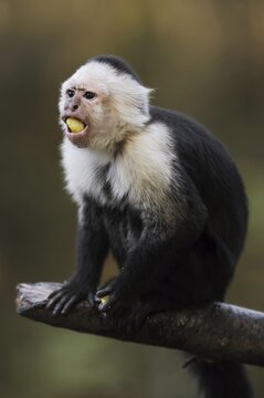 White-shouldered capuchin monkey or white-headed capuchin (Cebus capucinus), feeding, captive, occurring in South America
