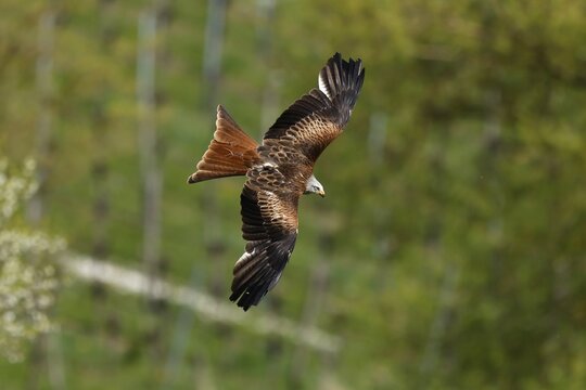 Red kite (Milvus milvus) in flight, wildlife, Germany