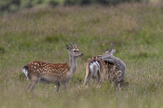 Sika deer (Cervus nippon) in bast, in summer also adult animals have light-coloured spots on the coat, subspecies Japanese Sika deer, summer coat, coat care, Denmark