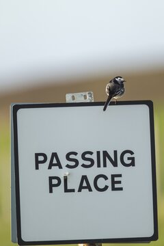 Pied wagtail (Motacilla alba) adult bird on a road sign, Scotland, United KIngdom