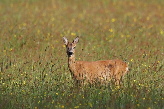 Roe deer (capreolus capreolus), female, doe standing in meadow and looking attentively, Schleswig-Holstein, Germany