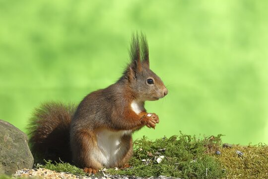 Eurasian red squirrel (Sciurus vulgaris), sitting on moss and eating sunflower seeds, Wilden, North Rhine-Westphalia, Germany