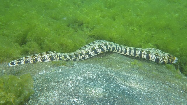 A speckled moray eel, star spotted moray eel (Echidna nebulosa), moving across the seabed, dive site Secret Bay, Gilimanuk, Bali, Indonesia