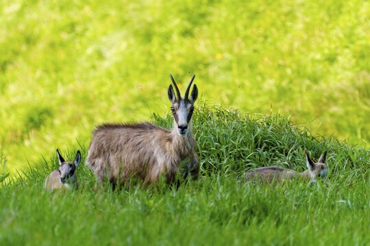 Three chamois standing in groups on a green meadow, chamois, chamois, (Rupicapra rupicaprae), wildlife, Vosges, France