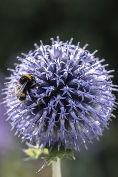 Large earth bumblebee (Bombus terrestris) on globe thistle (Echinops ritro), Emsland, Lower Saxony, Germany