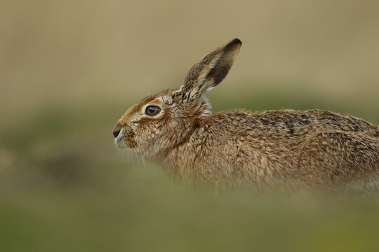 European brown hare (Lepus europaeus) adult animal resting in grassland, Suffolk, England, United Kingdom