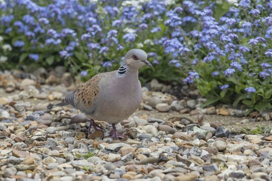 Turtle dove (Streptopelia turtur) adult bird on a shingle garden path in spring, England, United Kingdom