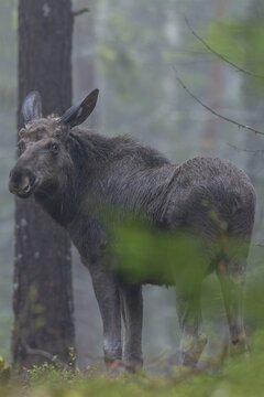 A young bull moose (Alces alces) in Sweden, May, Sweden