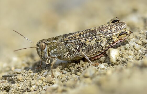 Acrididae, Caelifera, Calliptamus italicus, field locust, Italian locust, Italian beauty scare, short-feeler, grasshopper, grasshopper, grasshopper, insects, beauty scare