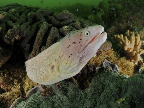 Spotted moray eel (Gymnothorax pictus) (Siderea picta), moray eel, dive site Mermaid Cove, Qantab, Oman