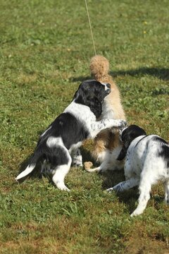 Hunting dog, English Springer Spaniel, 7-week-old puppies playing with a tanned hare skin, Allg&auml;u, Bavaria, Germany