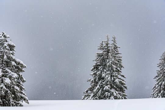 Snow-covered mountain landscape with trees in winter during snowfall, Rangiswanger Horn, Sonthofen, Oberallg&auml;u, Bavaria, Germany
