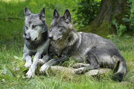Timberwolf, American wolf Mackenzie Valley Wolf (Canis lupus occidentalis), two wolves lying in a meadow, Captive, France