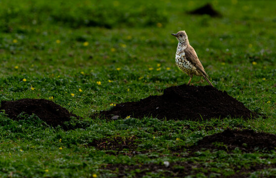 mistle thrush (Turdus viscivorus), a large thrush.