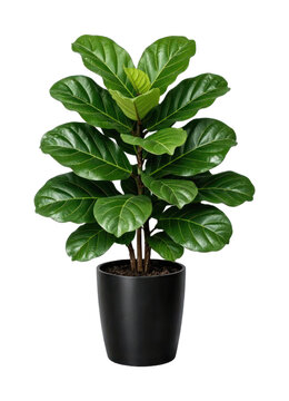 PNG Vibrant potted fiddle leaf fig