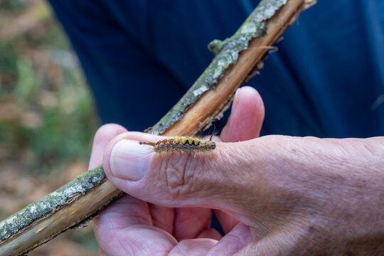 Rusty tussock moth caterpillar (also known as a vapourer moth caterpillar, Orgyia antique