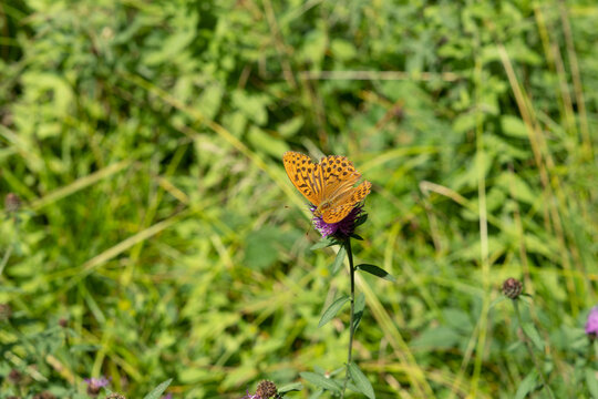 silver-washed fritillary (Argynnis paphia), a large and active woodland species.