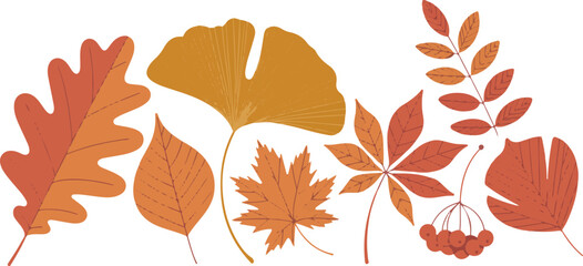 Fototapeta premium Diverse Autumn Leaves in Warm Fall Colors Isolated on White Background