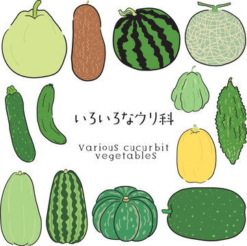 手描き風のウリ科セット
